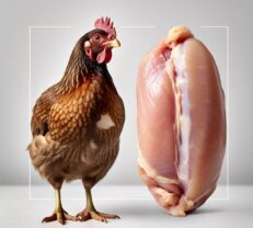 Chicken