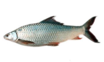 Mrigal Fish