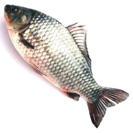 Catla (Katla) Fish
