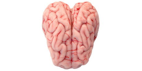 Baby Goat - Brain
