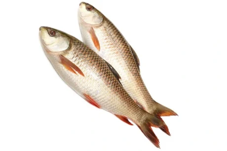 Rohu Fish