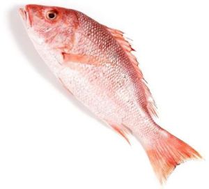Red Snapper