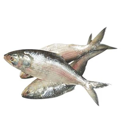 Hilsa Fish