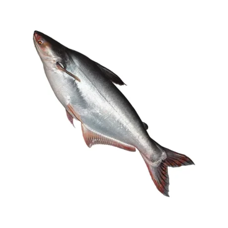 Whole Swai (Pangasius) Fish