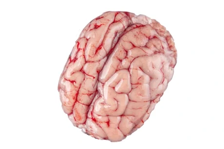 Beef Brain / LB