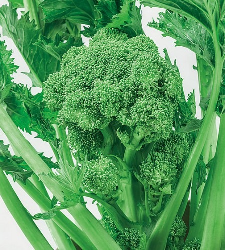 Broccoli Rapini