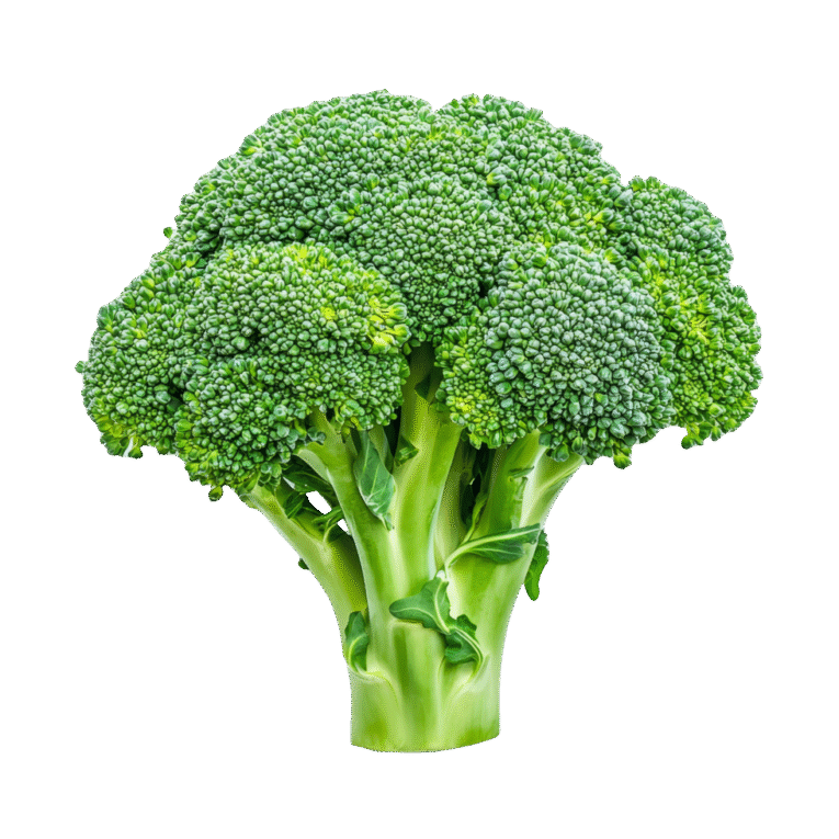 a-fresh-green-broccoli-crown-stands-out-against-a-transparent-background-showcasing-its-nutritional-benefits-broccoli-on-transparent-background-free-png